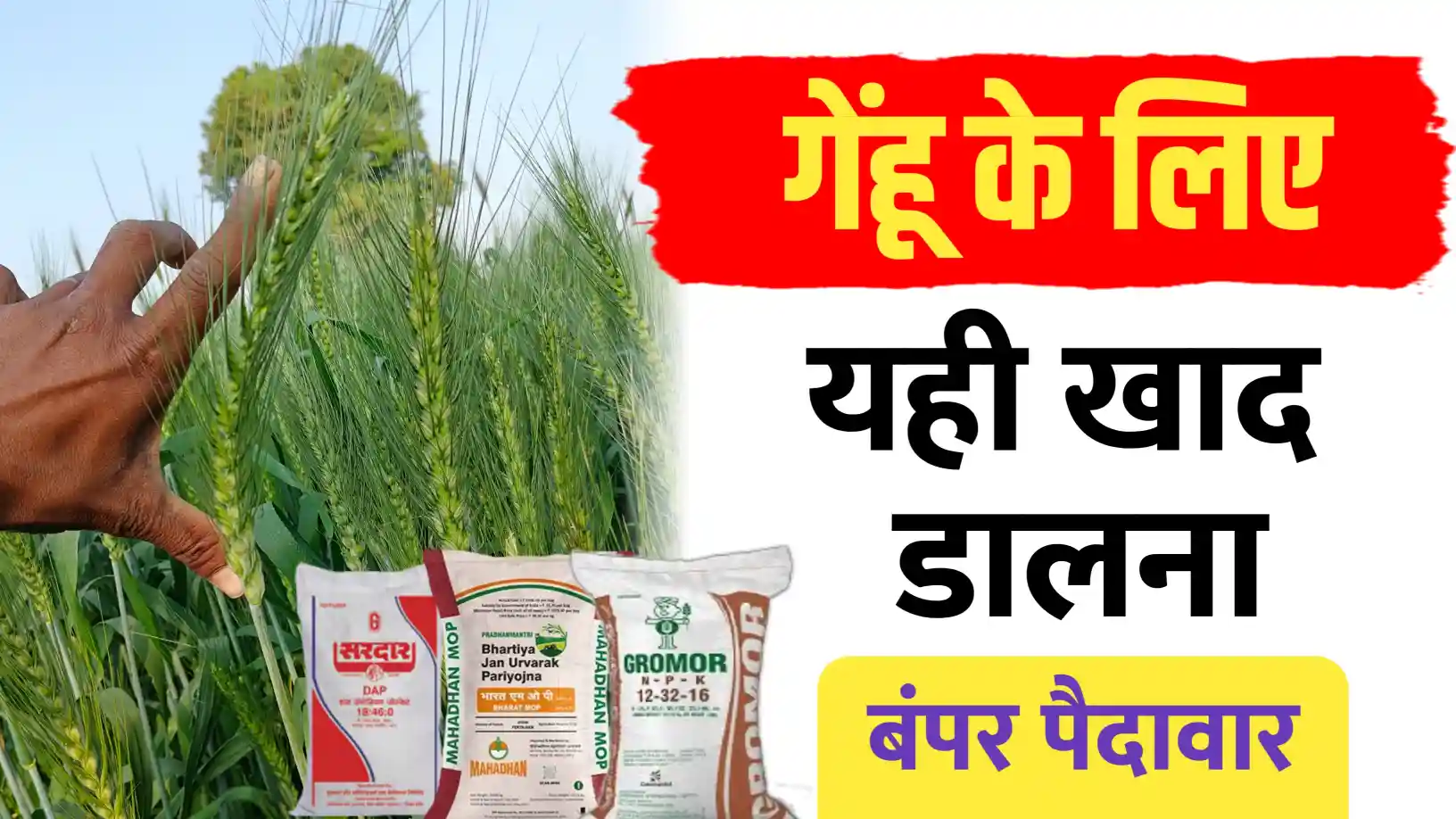 गेहूं की फसल का सही